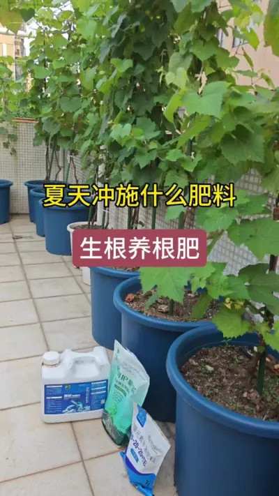 种蓝莓怎么施肥，蓝莓的施肥浇水，蓝莓的养护过程#蓝莓种植 #蓝莓养护 #盆栽蓝莓 #种蓝莓 #蓝莓施肥