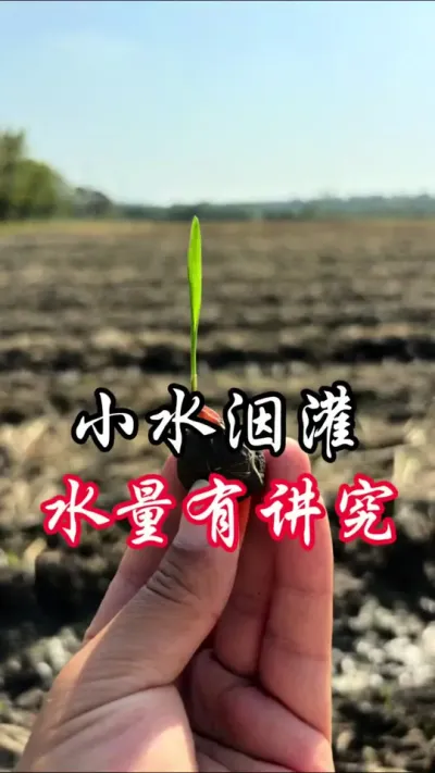 洇灌，半沟水不行！#分享农业知识帮农民增产增收
