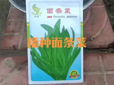 如何播种面条菜、荠菜