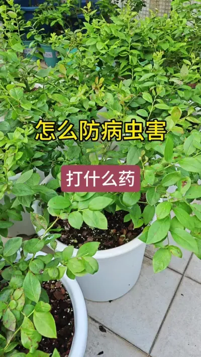 蓝莓的病虫害怎么防治，下雨过后我们要打什么药来预防病虫害#种植小技巧 #蓝莓种植 #蓝莓养护 #蓝莓种植技术 #蓝莓病虫害