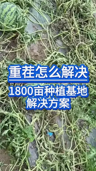 重茬怎么解决？ #创作者中心 #创作灵感 #西瓜种植 #西瓜种植技术 #大棚西瓜种植技术