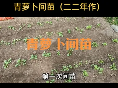 青萝卜间苗方法（二二年作）