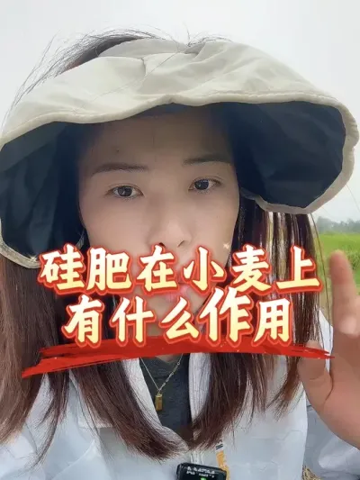 小麦是比较喜硅的，用后效果确实不一样，没用过的一定要试试#分享农业知识帮农民增产增收 #老百姓关心的话题