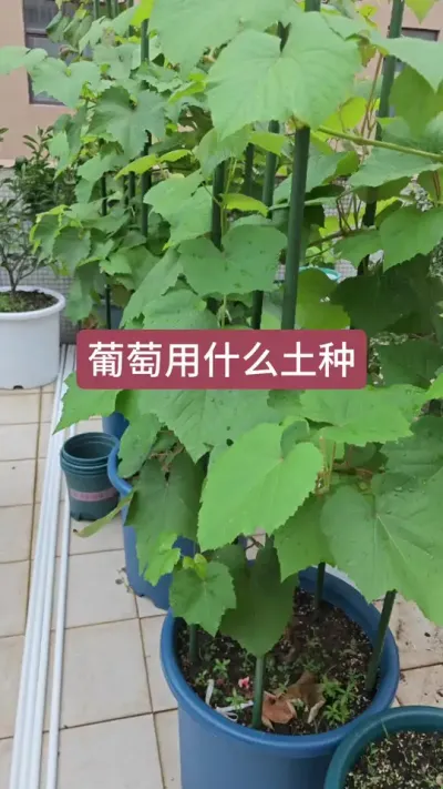 葡萄用什么土种？新手种葡萄，田园土可以种葡萄吗#葡萄种植 #葡萄种植技术 #葡萄苗 #盆栽葡萄 #种葡萄