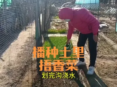 如何播种土里捂香菜#播种香菜