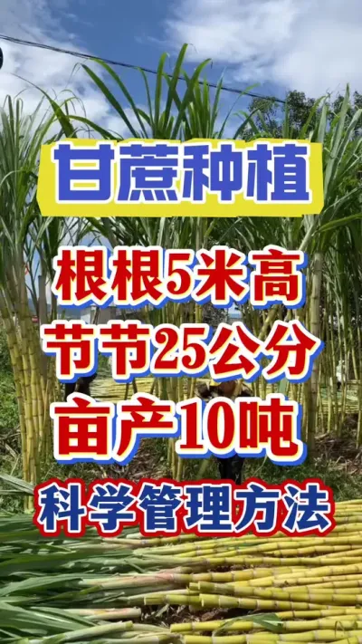 种植大户和种植基地都在用的甘蔗快速拔节长肉增粗拉长的提产方法#甘蔗种植#甘蔗施肥#甘蔗