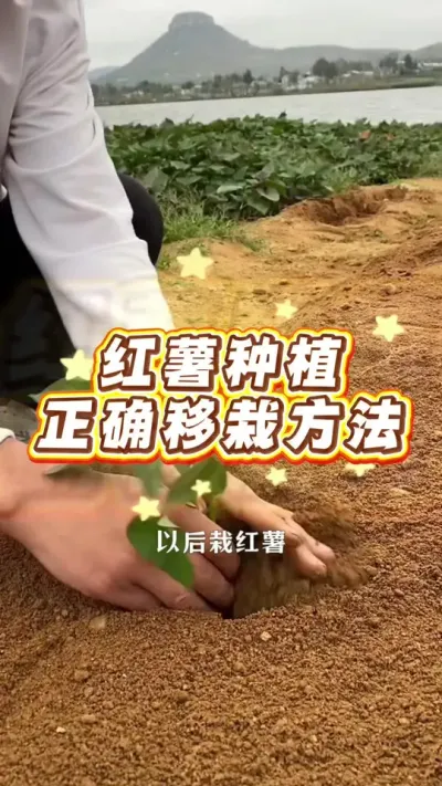红薯种植，正确移栽方法#红薯 #红薯高产 #红薯种植 #农业种植