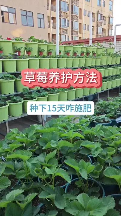 草莓的种植过程，草莓的种植方法，草莓的养护过程，新手种草莓的方法 #种草莓 #草莓苗 #盆栽草莓 #草莓种植 #草莓养护