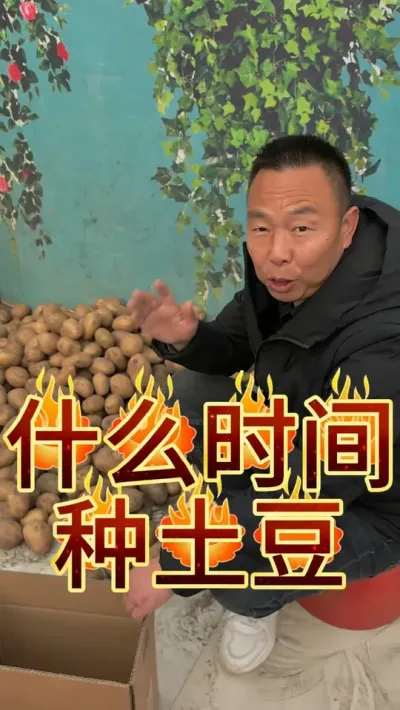 土豆什么时间种合适  #土豆种植 #优质农产品 #农业种植 @生菜杨姐 #上热门 @DOU+小助手
