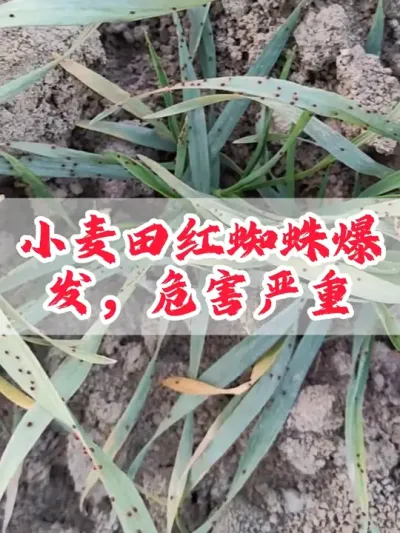 小麦田&ldquo;红蜘蛛&rdquo;虫害引起的小麦叶片干尖，黄叶。#小麦 #病虫害防治 #分享农业知识帮农民增产增收 #农业植保知识分享 #田间地头走一走