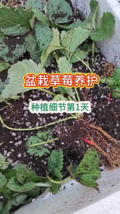 草莓苗的种植方法，新手怎么种草莓，种草莓用什么土#草莓苗 #种草莓 #盆栽草莓 #草莓种植方法 #草莓种植