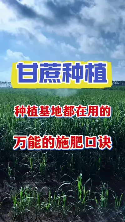 甘蔗万能的施肥口诀，学会之后用肥不求人，亩产翻一翻#甘蔗种植 #甘蔗拉长 #甘蔗拔节