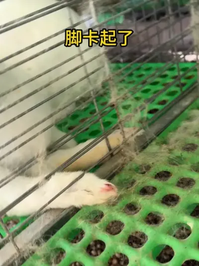 脚瘸了杀了吃肉#肉兔养殖 #我的养殖生活 #养兔人 #兔子