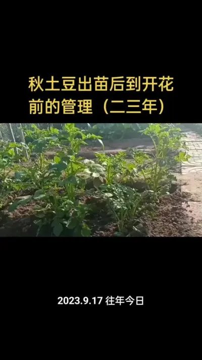 秋土豆出苗后到开花前的管理