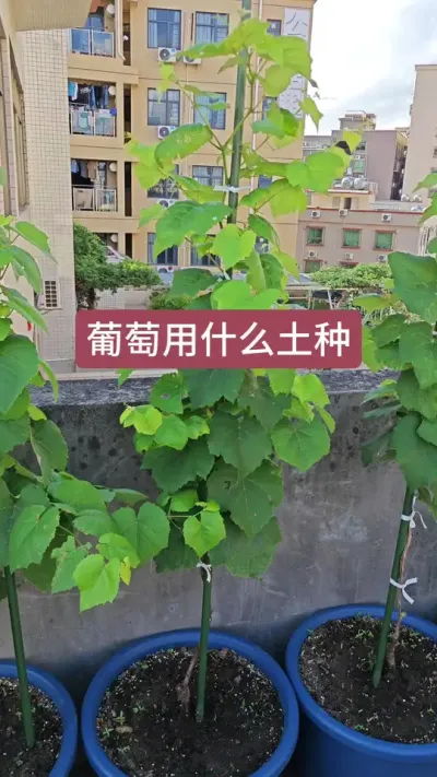 种葡萄用什么土，葡萄的种植方法，新手怎么种葡萄#葡萄种植方法 #葡萄种植 #葡萄苗 #盆栽葡萄 #种葡萄