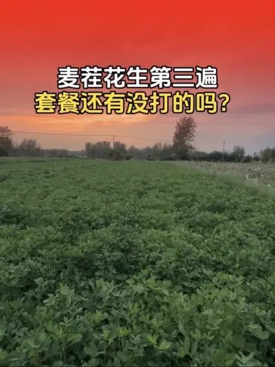 麦茬花生第三遍套餐，没有打得及时打上。#花生种植 #花生种植管理技术 #花生高产 #花生高产种植 #分享农业知识帮农民增产增收