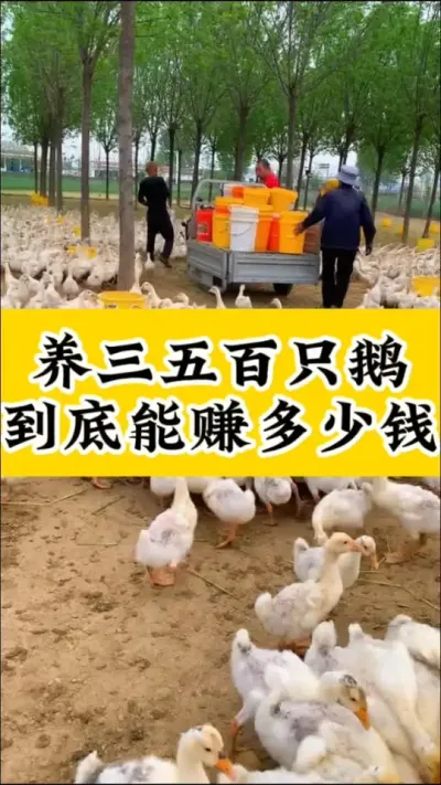#养鹅技术分享 #养鹅人 #抖音助农 #科学养鹅