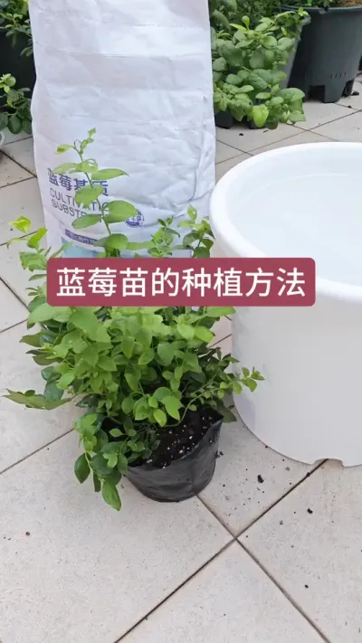 蓝莓苗的种植方法，新手怎么种蓝莓，种蓝莓用什么土#蓝莓种植 #盆栽蓝莓苗 #蓝莓苗 #蓝莓种植技术 #蓝莓种植方法和注意事项