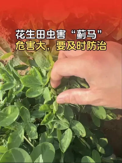 花生田蓟马虫害危害大，要及时防治。危害严重后导致花生矮化不长，影响产量。#蓟马防治 #花生种植 #花生高产 #花生高产种植 #分享农业知识帮农民增产增收