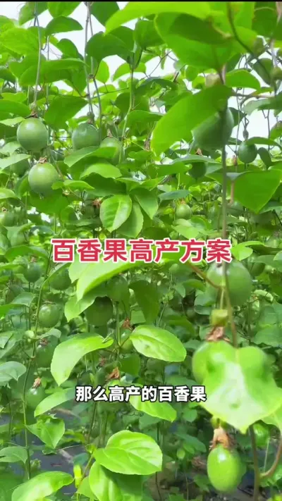 百香果高产方案分享#百香果 #百香果种植 #百香果种植技术 #黄金百香果种植技术 #农业种植小知识