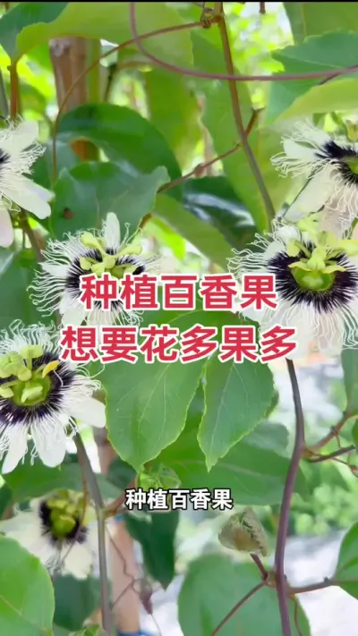 种植百香果想要花多果多#百香果种植 #百香果种植技术 #黄金百香果种植技术 #百香果 #浩伟方