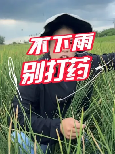 不下雨，不打药，浪费钱#分享农业知识帮农民增产增收 #老百姓关心的话题