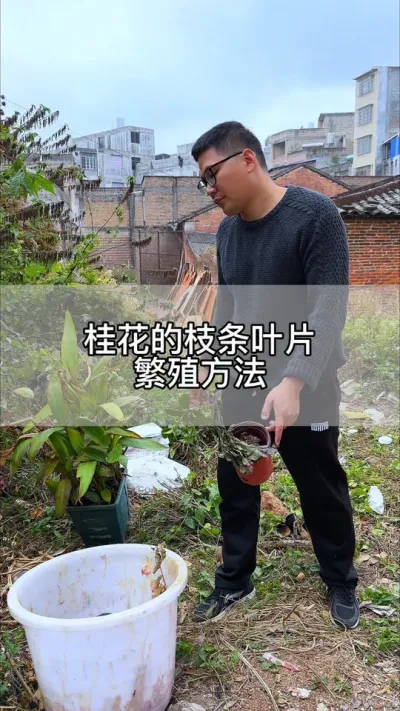 用桂花的枝条繁殖方法 #花卉绿植 #养花 #种植小技巧