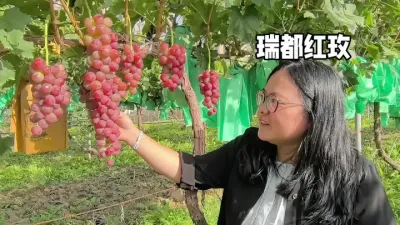 葡萄品种要适地适栽#新农人计划 #抖音新农人