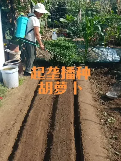2025年起垄种植胡萝卜#胡萝卜
