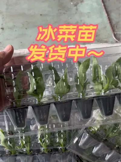 发货日常 冰菜苗持续发货中#记录我的种植生活 #新农人计划 #关注我一起学种菜 #阳台小院均可种植 #蔬菜🥬