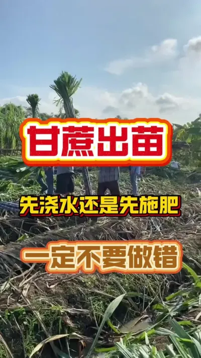甘蔗出苗后是先浇水还是先施肥？关系到一年的好收成，千万别做错#甘蔗种植 #种植小技巧 #甘蔗施肥方法