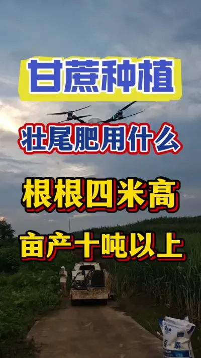 甘蔗壮尾肥有人用尿素复合肥，有人用粪肥，有人用920赤霉素！到底用什么才能让甘蔗节长节粗糖份足，亩产轻松突破十吨以上，答案可能会颠覆您的认知，种甘蔗的老乡一定不要错过#甘蔗种植#甘蔗施肥#甘蔗拔节