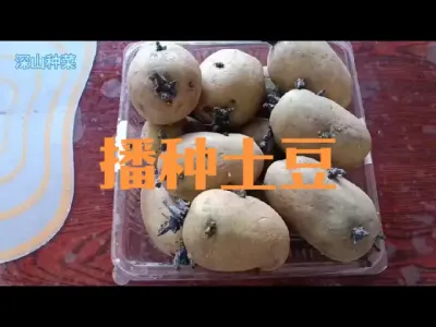 春季种植土豆全过程#播种土豆
