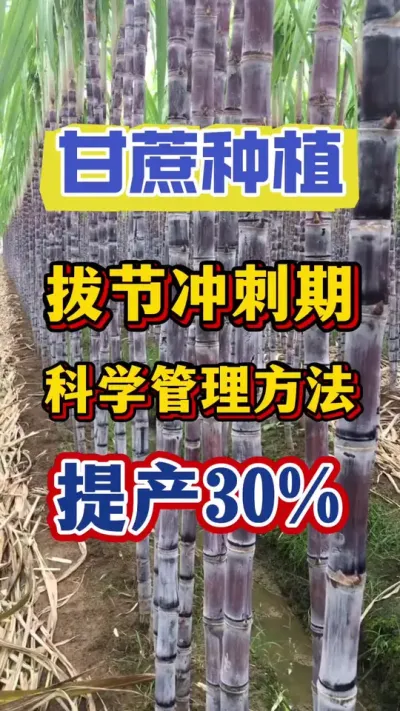 甘蔗拔节冲刺期，科学的管理方法，甘蔗提产30%#甘蔗种植#甘蔗施肥方法 #甘蔗