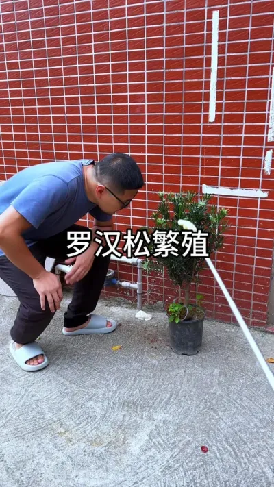 罗汉松繁殖 #花卉绿植 #种植小技巧 #养花