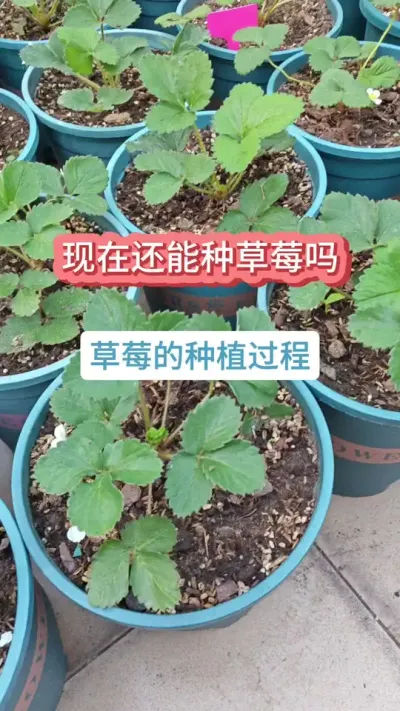 草莓的种植过程，现在还可以种草莓吗？，什么草莓比较好#草莓苗 #种草莓 #草莓种植 #草莓种植技术 #盆栽草莓