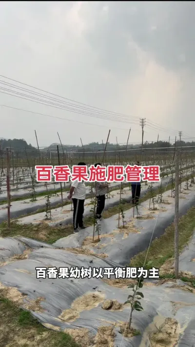 百香果施肥管理#百香果种植 #百香果种植技术 #百香果管理 #百香果管理技术 #百香果促花保果