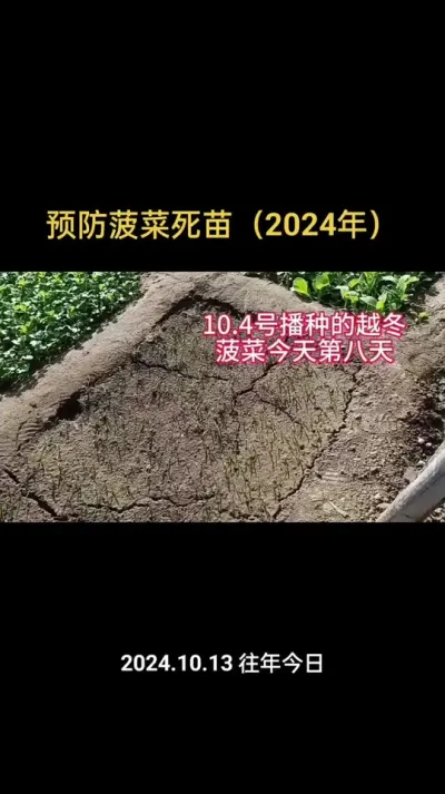 如何预防菠菜死苗烂棵#菠菜