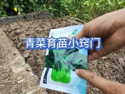 青菜这样种简直不要太简单，出芽快出苗齐，如何避免出现高脚苗 #三农 #农业种植 #我的乡村生活 #原创视频 #新农人计划 