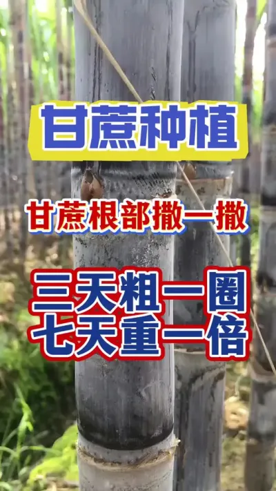 甘蔗拔节期用上它，三条粗一圈七天重一倍#甘蔗种植#甘蔗施肥#甘蔗