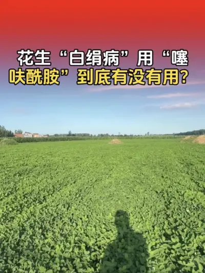 花生&ldquo;白绢病&rdquo;使用&ldquo;噻呋酰胺&rdquo;到底有没有用？#花生高产 #花生高产种植 #花生种植 #花生种植管理技术 #分享农业知识帮农民增产增收
