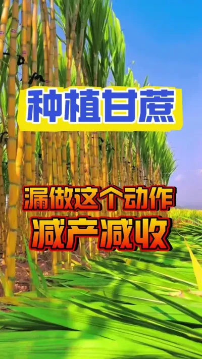 甘蔗种植中，一定不要错过了这个动作#甘蔗种植 #甘蔗施肥方法 #甘蔗管理