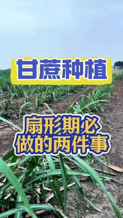 当甘蔗长到扇形阶段，必做的两件事#甘蔗种植 #甘蔗施肥 #甘蔗