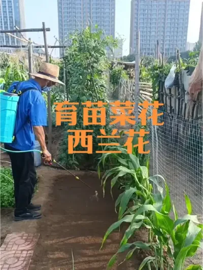 育苗菜花（花椰菜）西兰花#育苗菜花