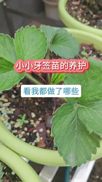 草莓的养护过程，新手怎么种草莓，草莓的种植方法#草莓苗 #种草莓 #盆栽草莓 #草莓种植 #草莓种植技术