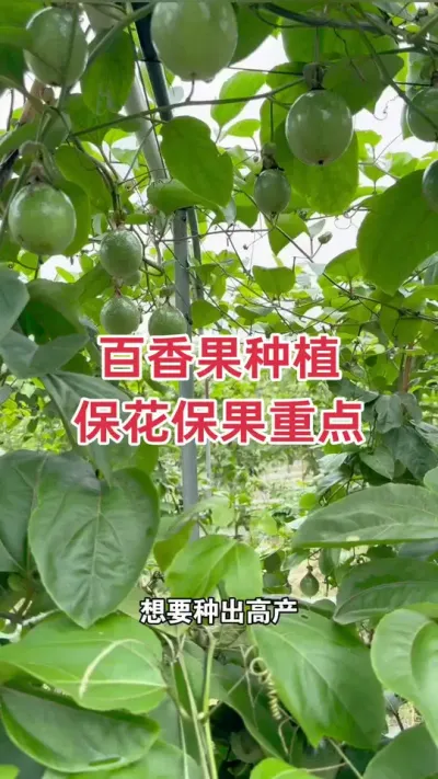 百香果保花保果重点工作#百香果种植 #百香果种植技术 #百香果管理 #黄金百香果 #浩伟方