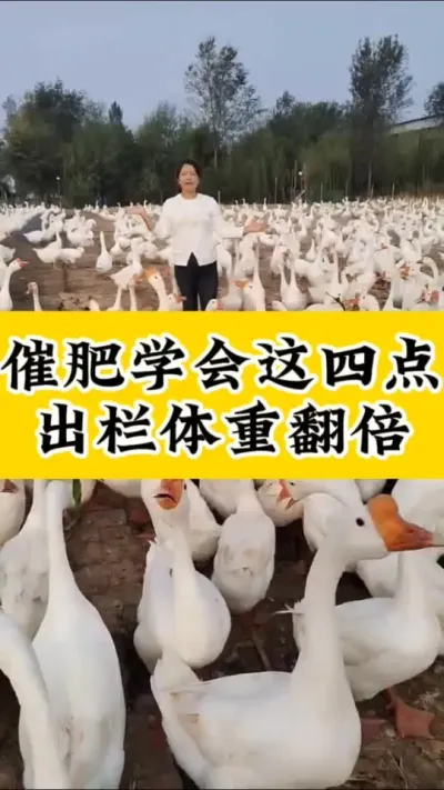 #养鹅技术分享 #养鹅人 #抖音助农 #大鹅