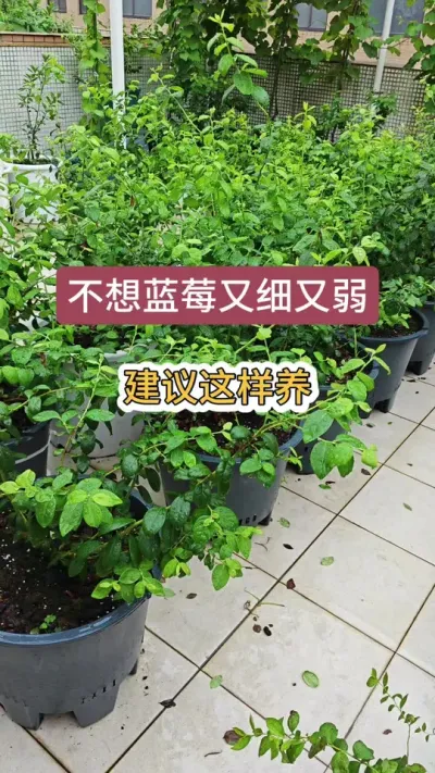 蓝莓的养护方法，蓝莓怎么施肥浇水，蓝莓的种植方法 #蓝莓种植 #蓝莓苗 #蓝莓养护 #蓝莓施肥 #盆栽蓝莓