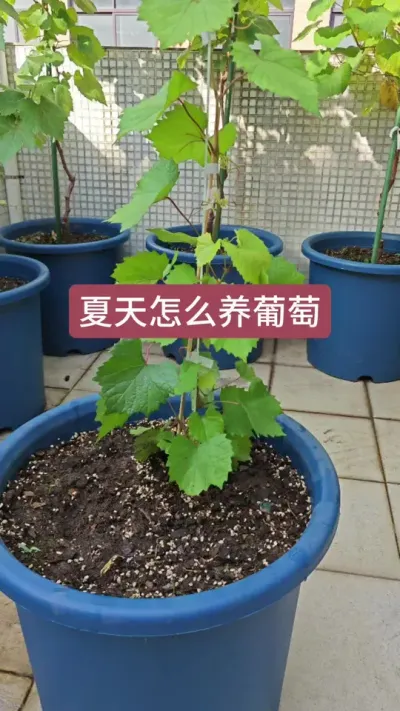 新手怎么种葡萄，葡萄小苗怎么养护，葡萄的种植方法#家庭种植 #葡萄种植 #葡萄种植技术 #葡萄苗 #盆栽葡萄