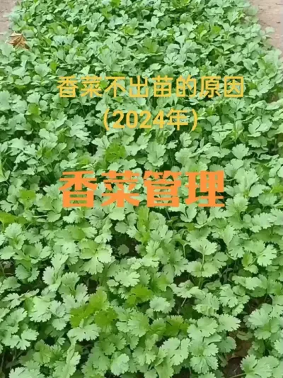 香菜难出苗的原因（2024年）